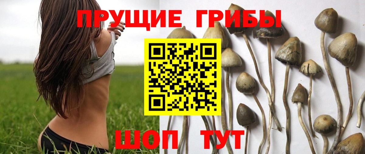 Галлюциногенные грибы Psilocybine cubensis  Галлюциногенные грибы Magic Shrooms  Вход с VPN  Павловский Посад 